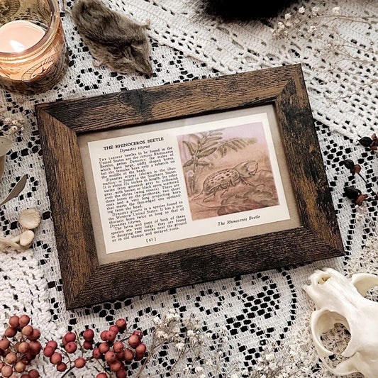 1937 The Rhinoceros Beetle – 4x6 Framed Vintage 1930's Book Page