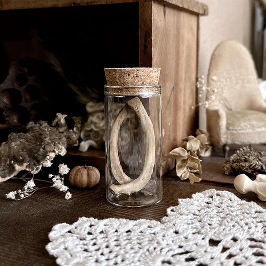 Real Rustic Beaver Rib Bones in Glass Vial – No. 01