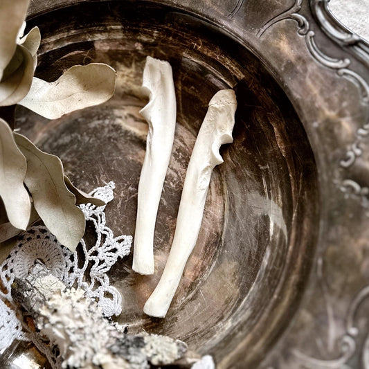 One Real Beaver Ulna Bone – No. 02