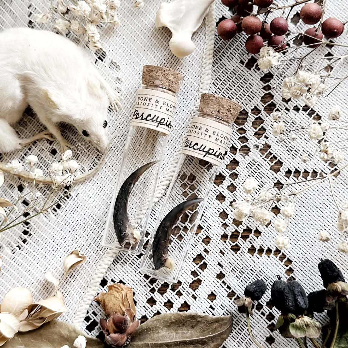 One Real Porcupine Claw in Glass Vial – No. 01