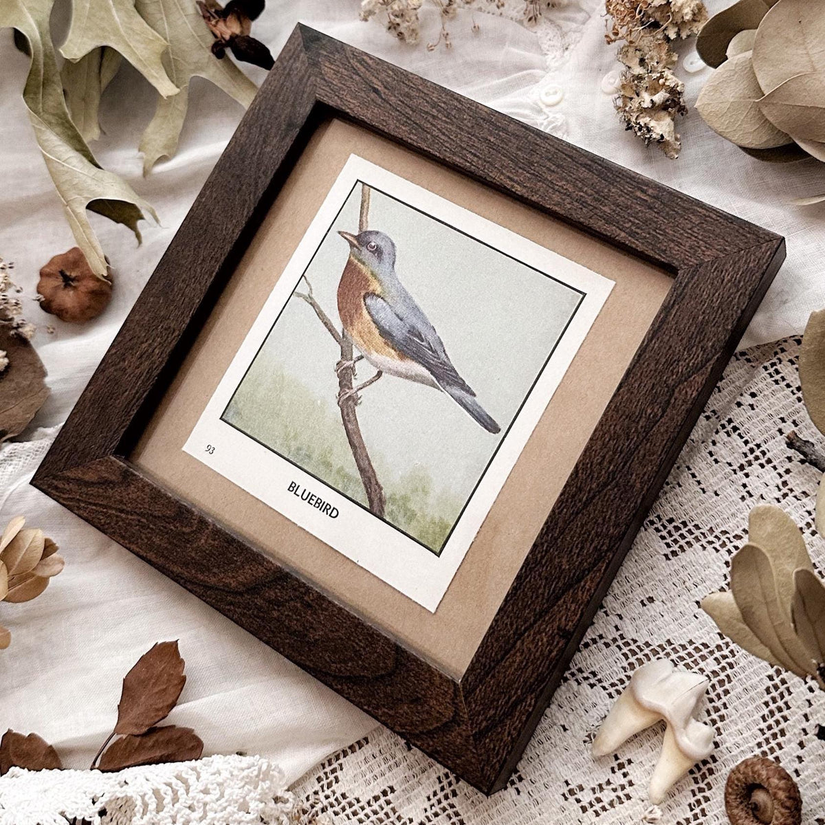 1931 The Bluebird – 4x4 Framed Vintage 1930's Bird Print