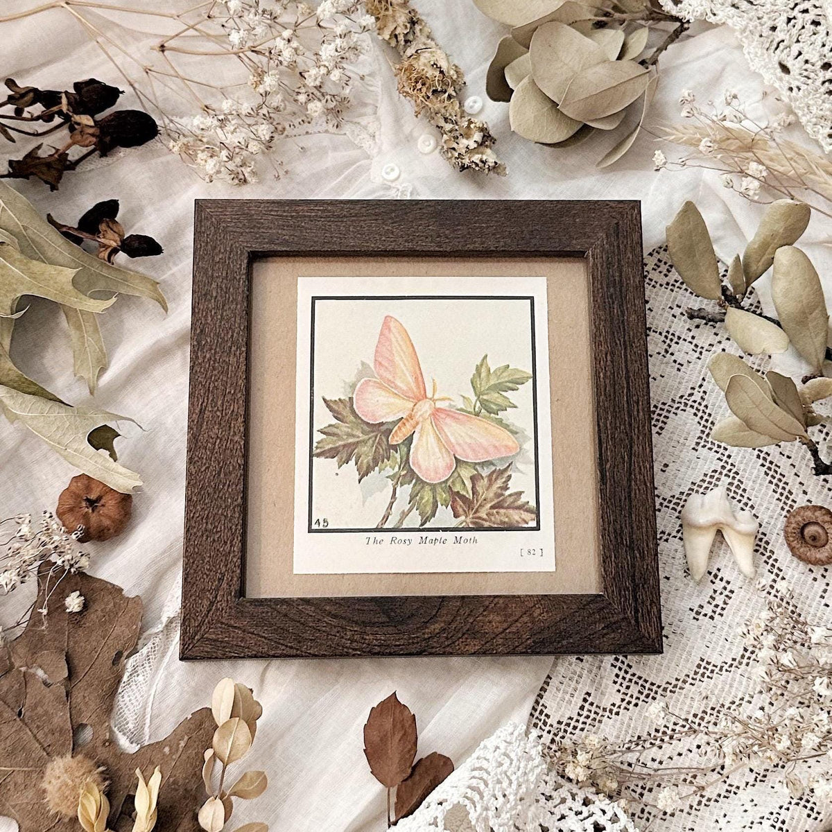 1934 The Rosy Maple Moth – 4x4 Framed Vintage 1930's Print