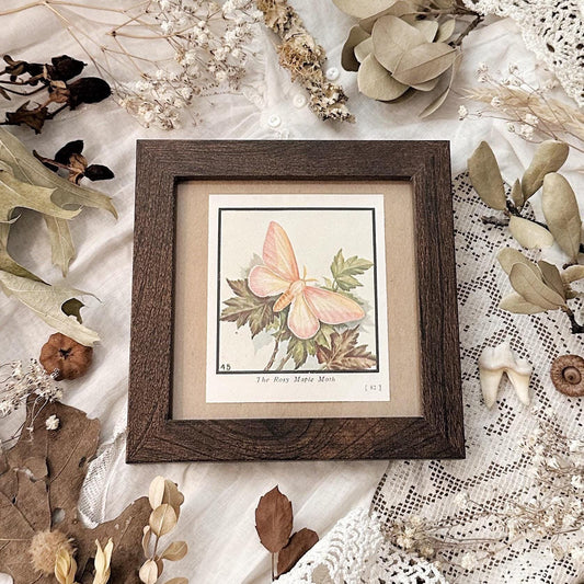 1934 The Rosy Maple Moth – 4x4 Framed Vintage 1930's Print