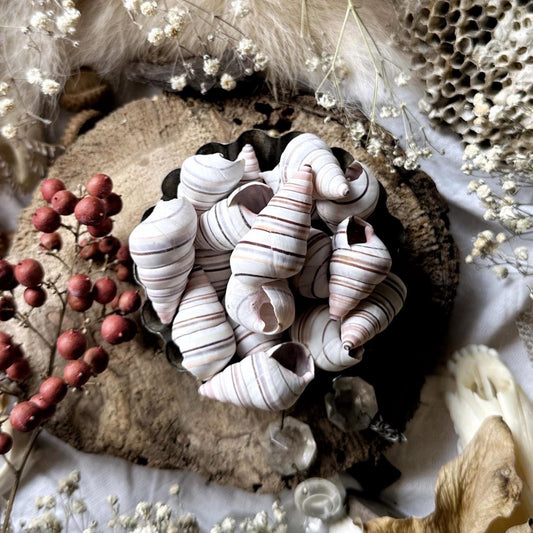Collection of 5 Small Candy Cane Snail Shells