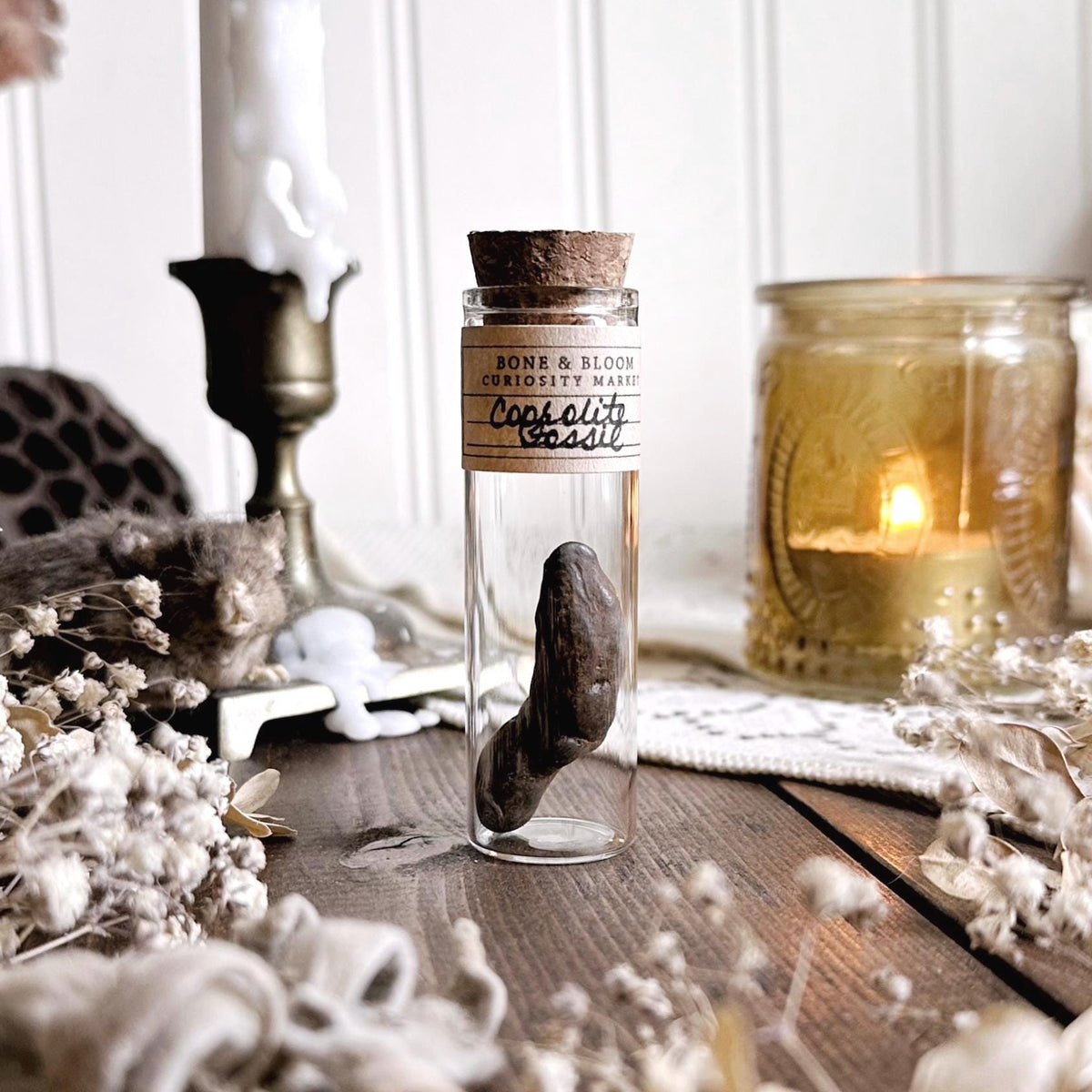 Real Petite Coprolite Fossil in Glass Vial – No. 14