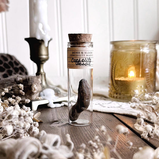 Real Petite Coprolite Fossil in Glass Vial – No. 14