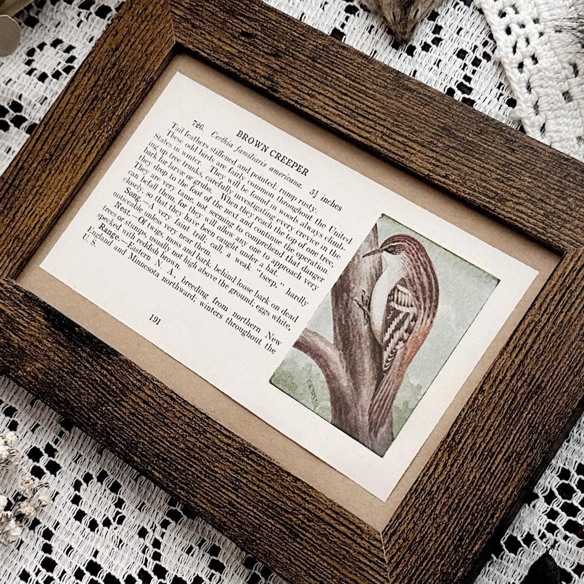 1923 The Brown Creeper – 4x6 Framed Vintage 1920's Bird Book Page
