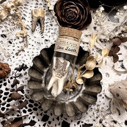 Real Rustic Cow Tooth in Glass Vial – No. 03