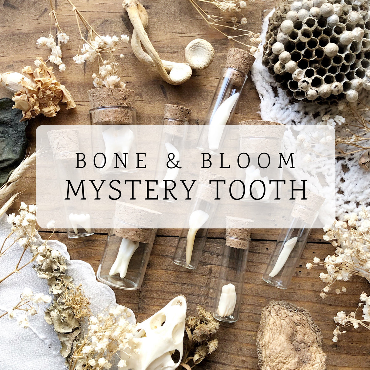 Real Mystery Tooth Specimen in Glass Vial