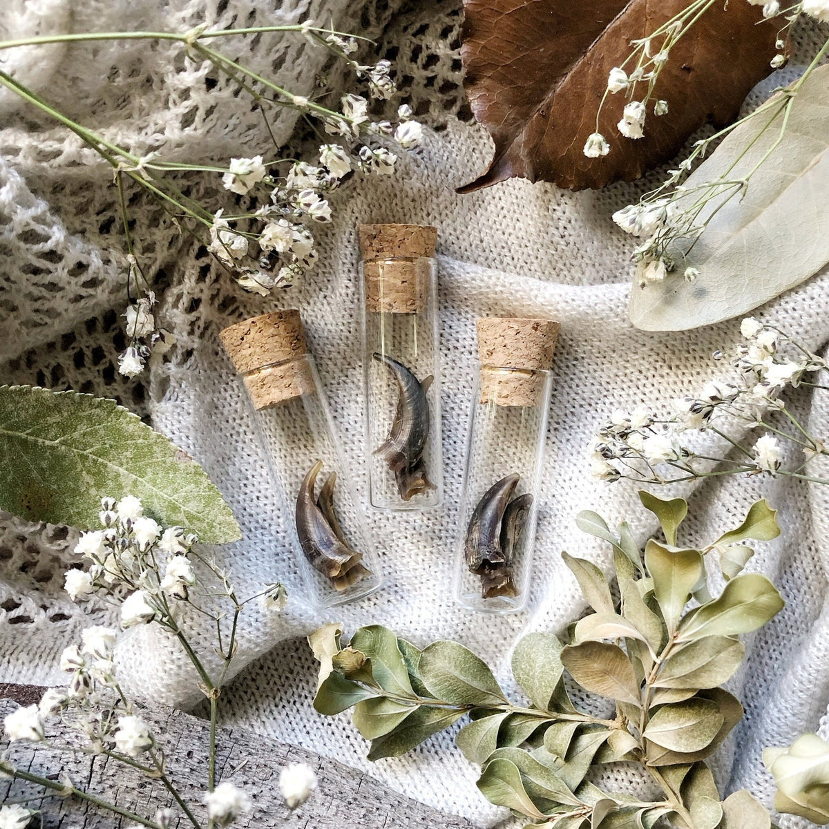 Real Coyote Claw Sheds in Glass Vial