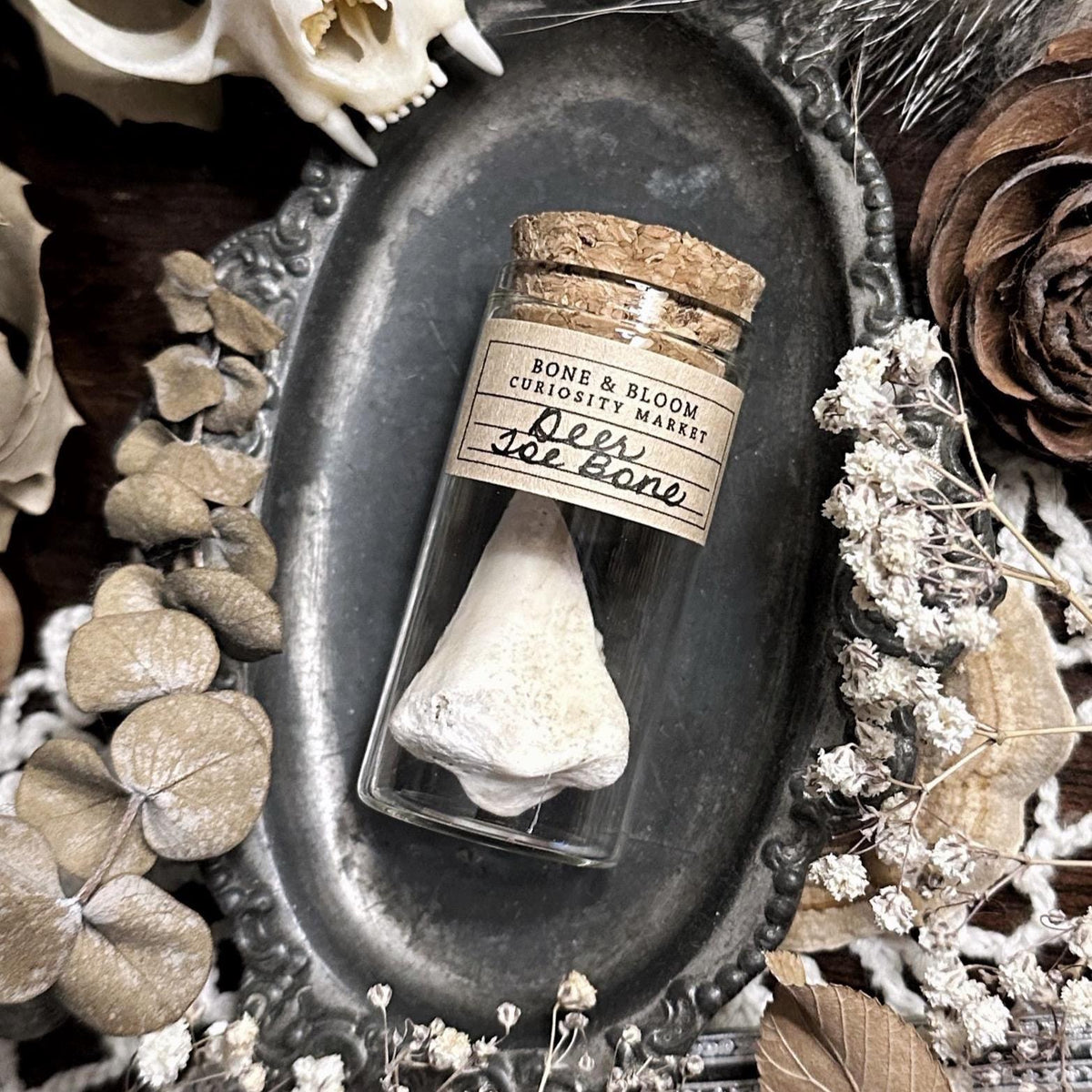 Real Deer Toe Bone in Glass Vial – No. 01