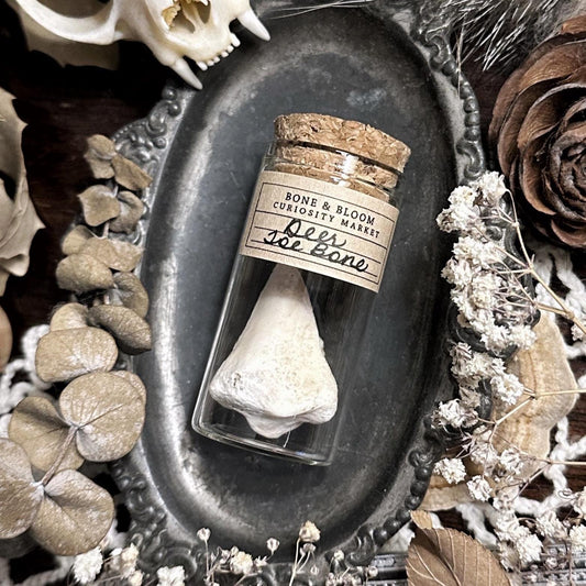 Real Deer Toe Bone in Glass Vial – No. 01