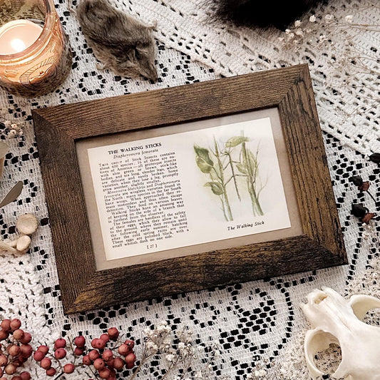 1937 The Walking Sticks – 4x6 Framed Vintage 1930's Book Page