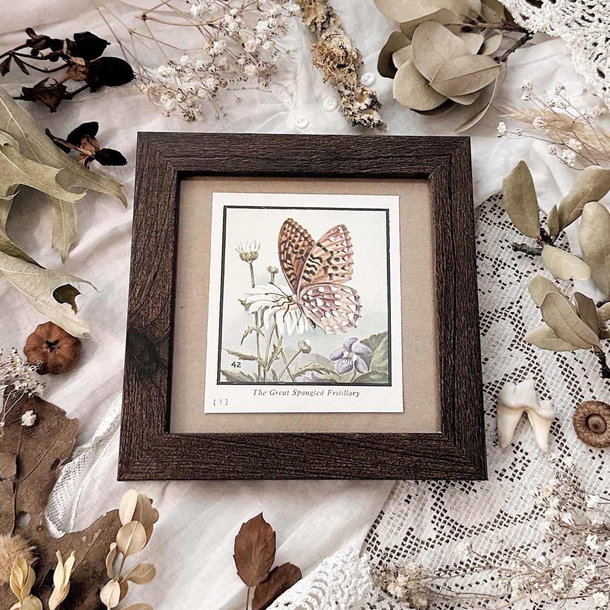 1934 The Great Spangled Fritillary Butterfly – 4x4 Framed Vintage 1930's Print