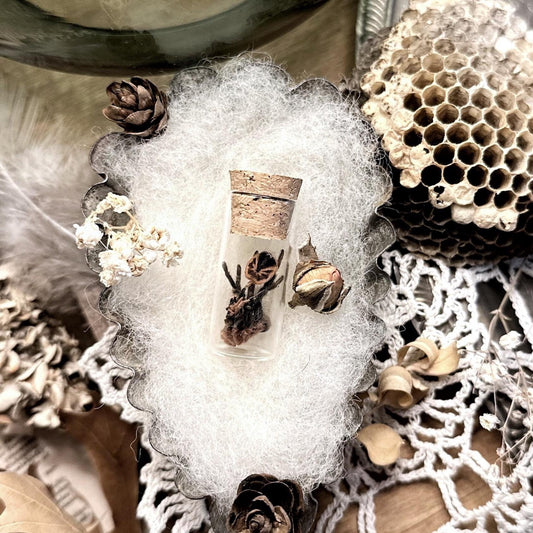 Tiny Colombian Dwarf Tiger Tarantula Molt in Glass Vial