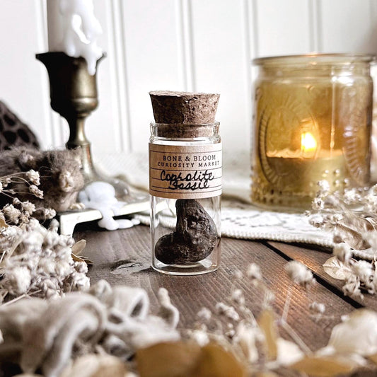 Real Petite Coprolite Fossil in Glass Vial – No. 17