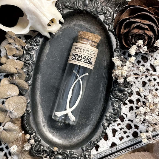 Real Pathological Emerald Tree Boa Rib Bones in Glass Vial – No. 03