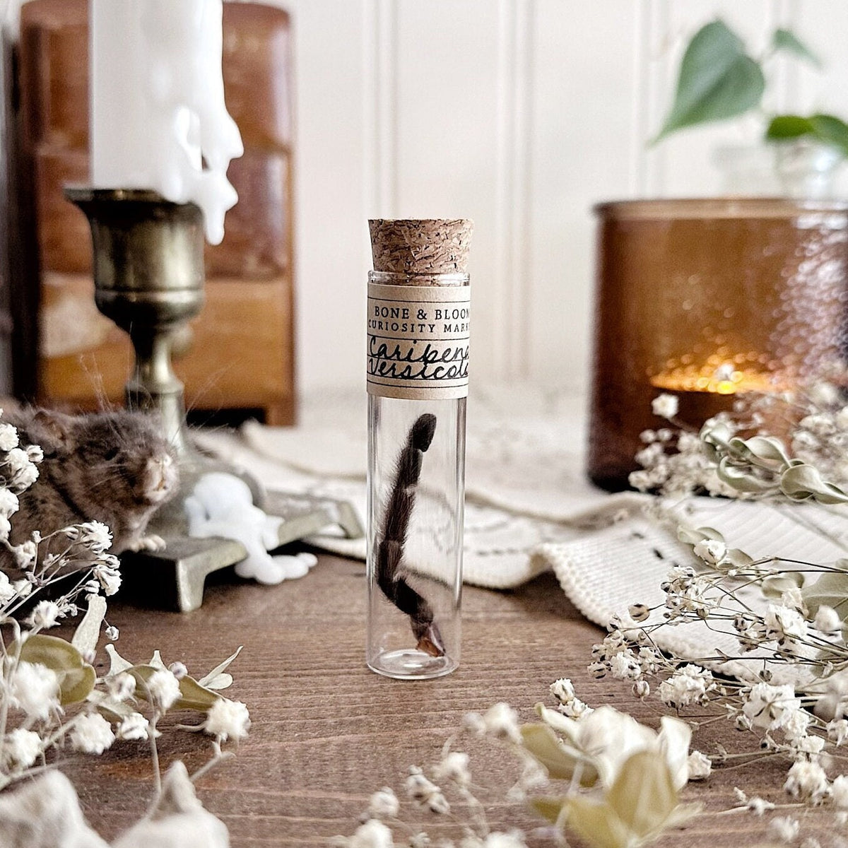 Antilles Pinktoe Tarantula Leg in Glass Vial – No. 01