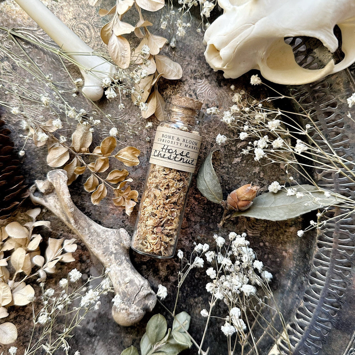 Dried Horse Chestnut Flowers in Glass Vial