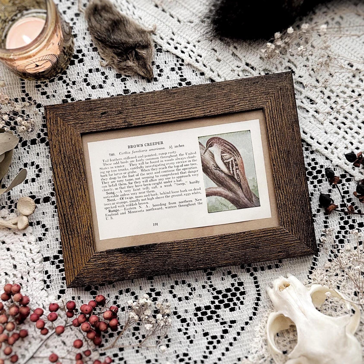 1923 The Brown Creeper – 4x6 Framed Vintage 1920's Bird Book Page