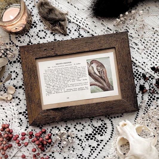 1923 The Brown Creeper – 4x6 Framed Vintage 1920's Bird Book Page