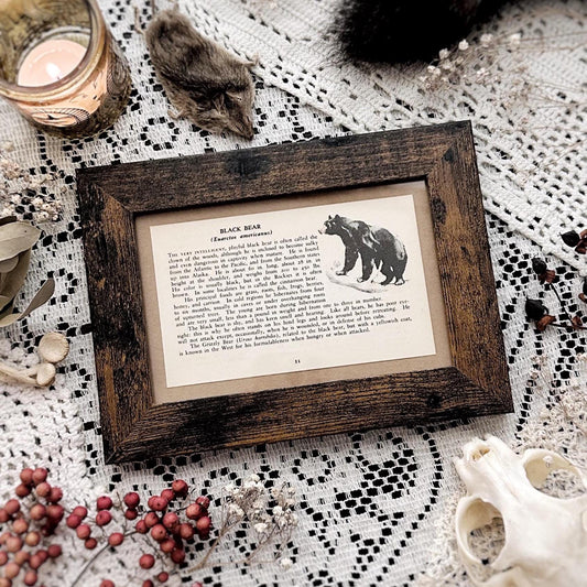 1938 The Black Bear – 4x6 Framed Vintage 1930's Book Page