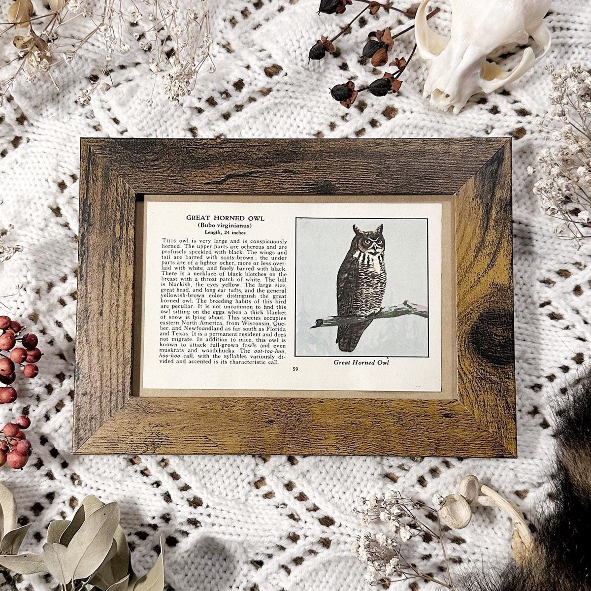 1931 The Great Horned Owl – 4x6 Framed Vintage 1930's Bird Book Page