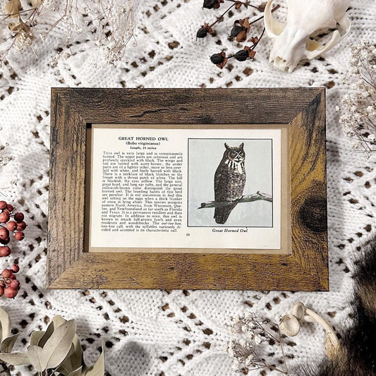 1931 The Great Horned Owl – 4x6 Framed Vintage 1930's Bird Book Page