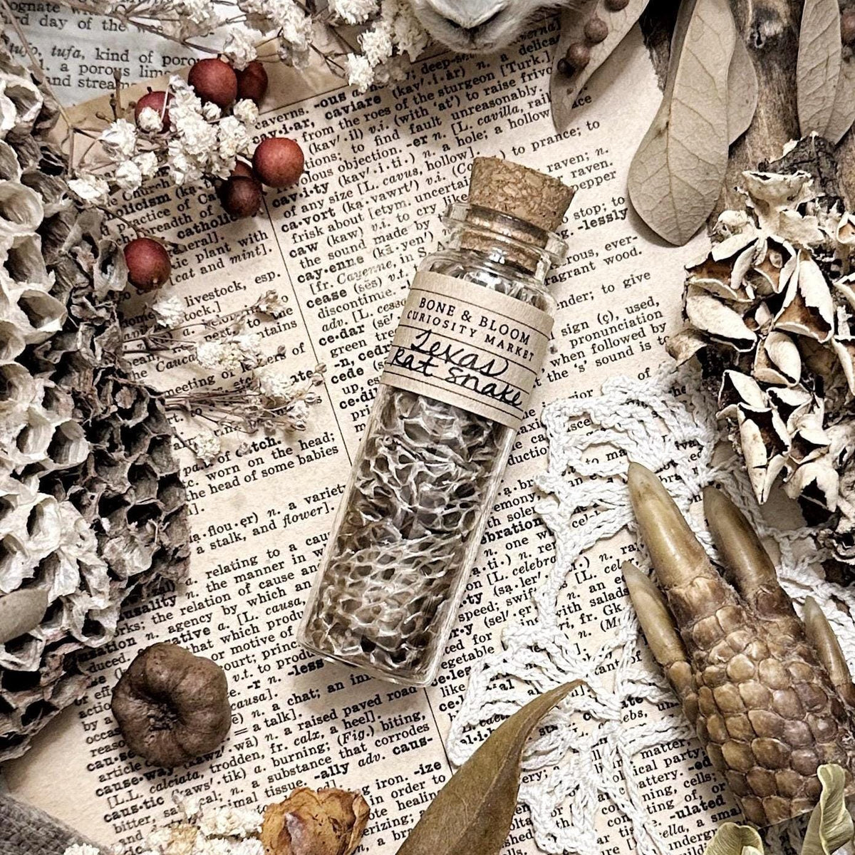 Real Texas Rat Snake Skin in Glass Vial