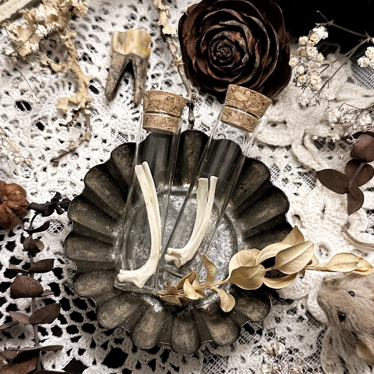 Real Petite Opossum Rib Bones in Glass Vial – No. 02
