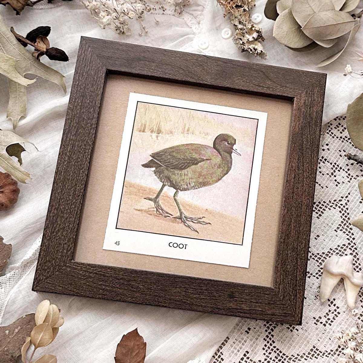 1931 The Coot – 4x4 Framed Vintage 1930's Bird Print