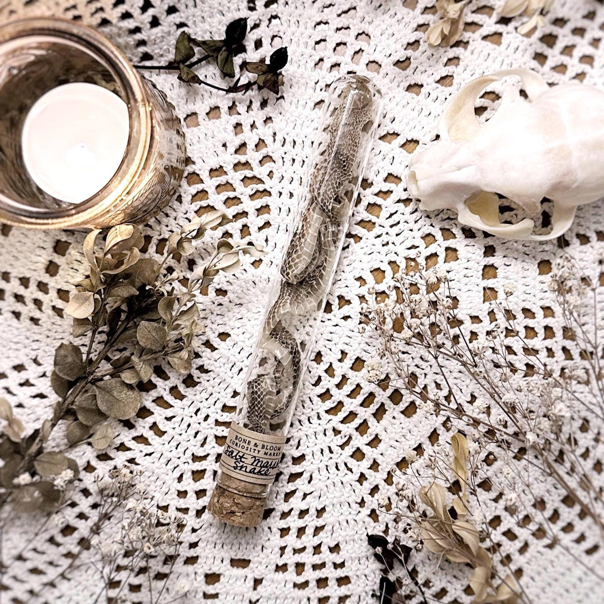 Real Full Petite Salt Marsh Snake Skin in Glass Dome – No. 01