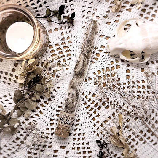 Real Full Petite Salt Marsh Snake Skin in Glass Dome – No. 01