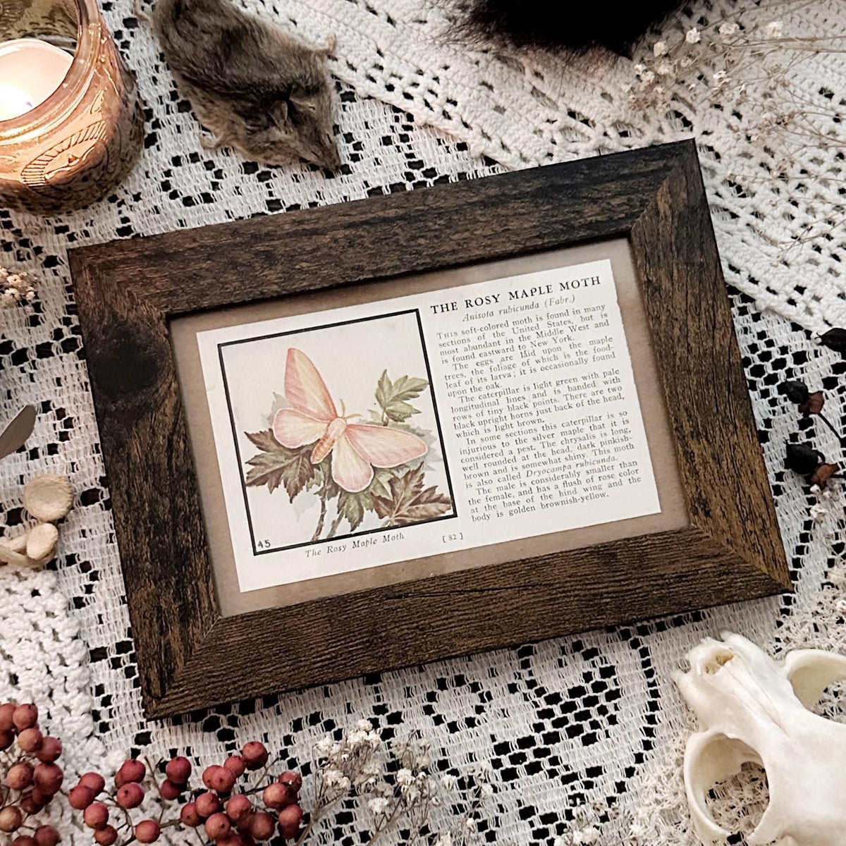 1934 The Rosy Maple Moth – 4x6 Framed Vintage 1930's Book Page
