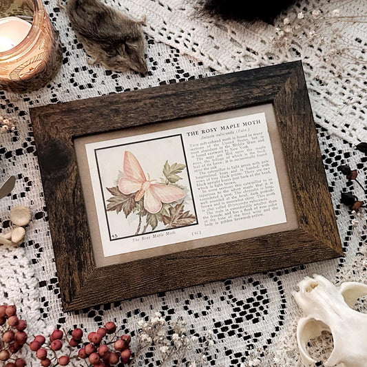 1934 The Rosy Maple Moth – 4x6 Framed Vintage 1930's Book Page