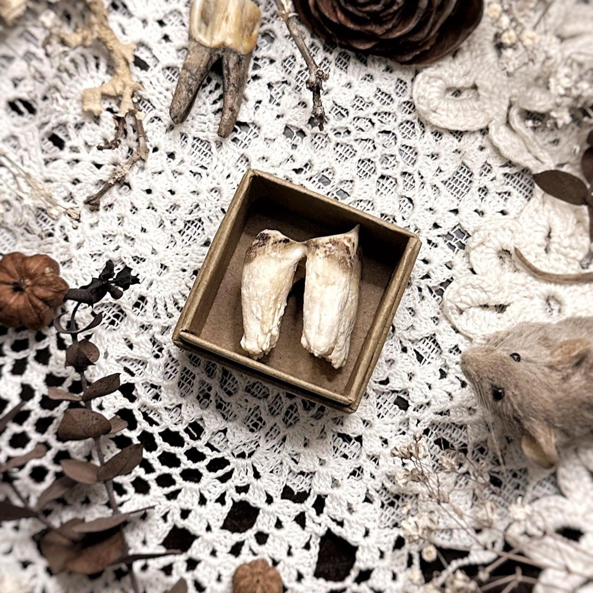 Real Rustic Cow Tooth in Kraft Box – No. 03