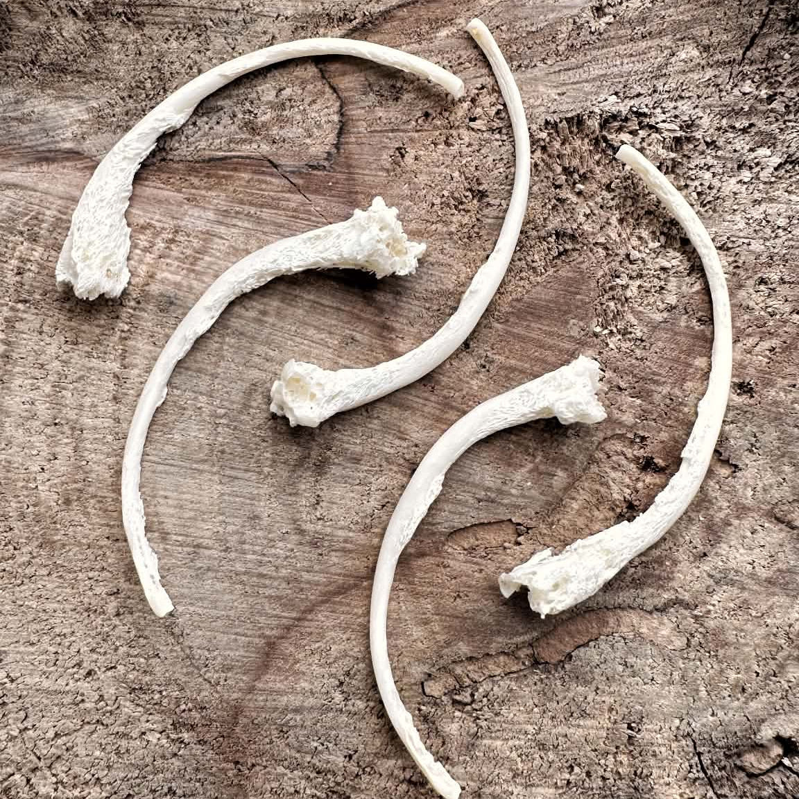 Collection of 5 Real Pathological Emerald Tree Boa Snake Rib Bones – No. 03
