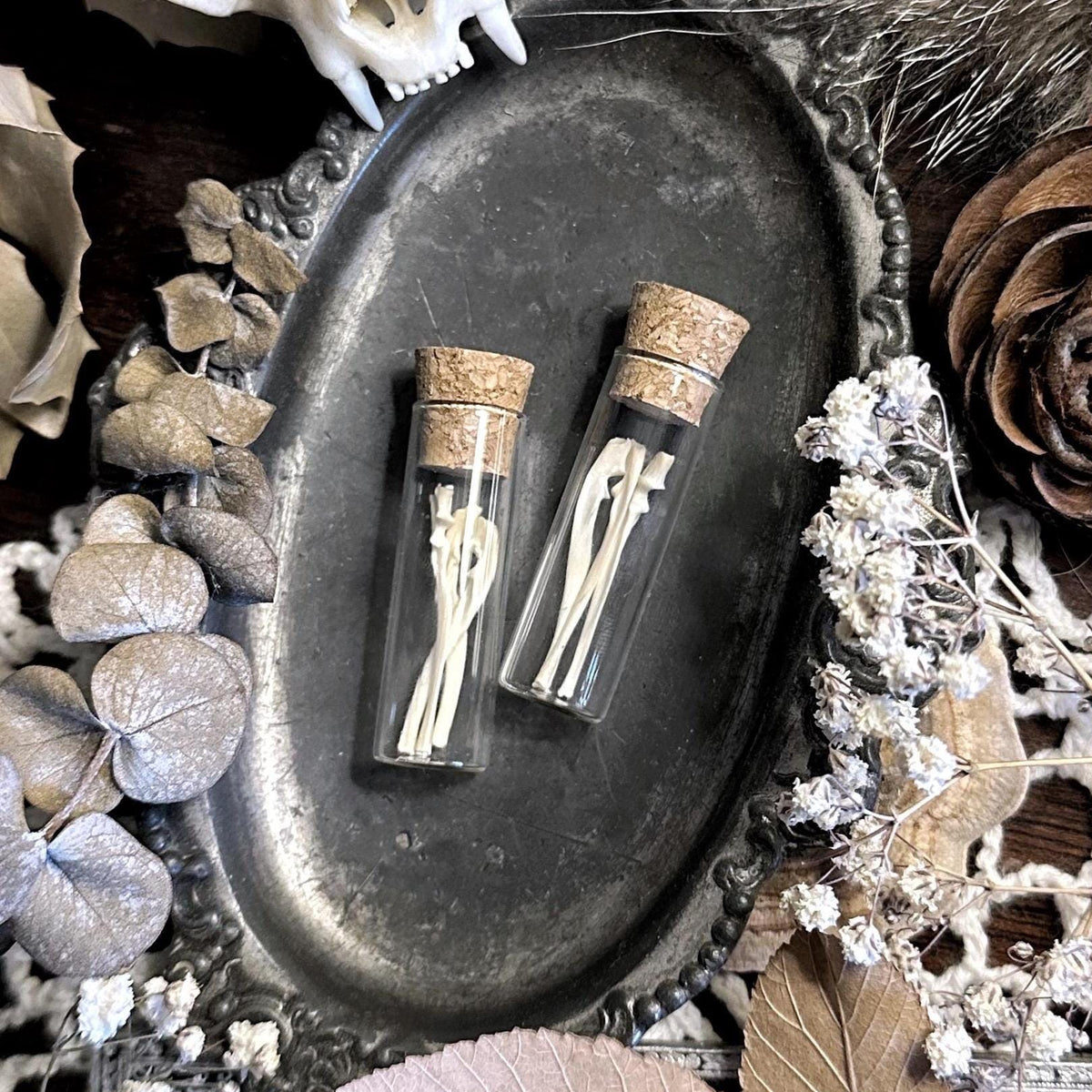 Real Rat Ulna Bones in Glass Vial – No. 01