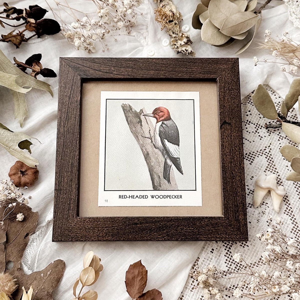 1931 The Red-Headed Woodpecker – 4x4 Framed Vintage 1930's Bird Print
