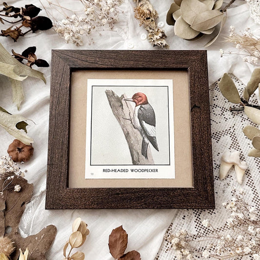 1931 The Red-Headed Woodpecker – 4x4 Framed Vintage 1930's Bird Print