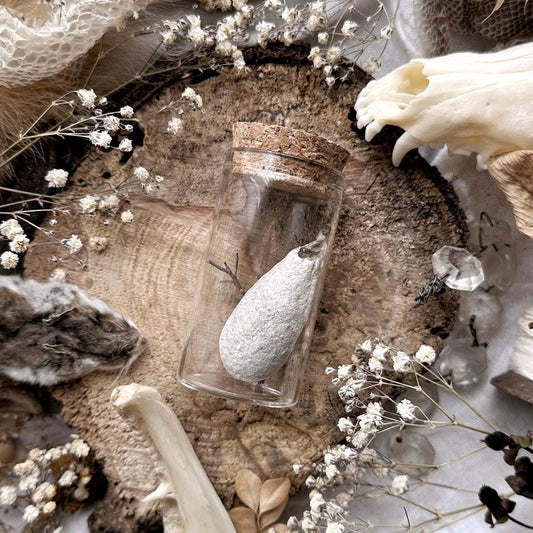 Real Calleta Silk Moth Cocoon in Glass Vial – No. 02