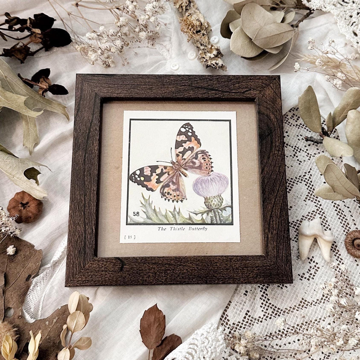 1934 The Thistle Butterfly – 4x4 Framed Vintage 1930's Print