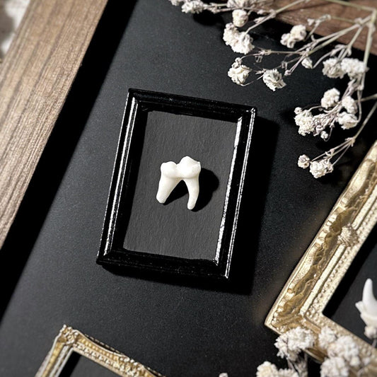 Handmade Fridge Magnet – Real Raccoon Tooth in Black Dollhouse Frame