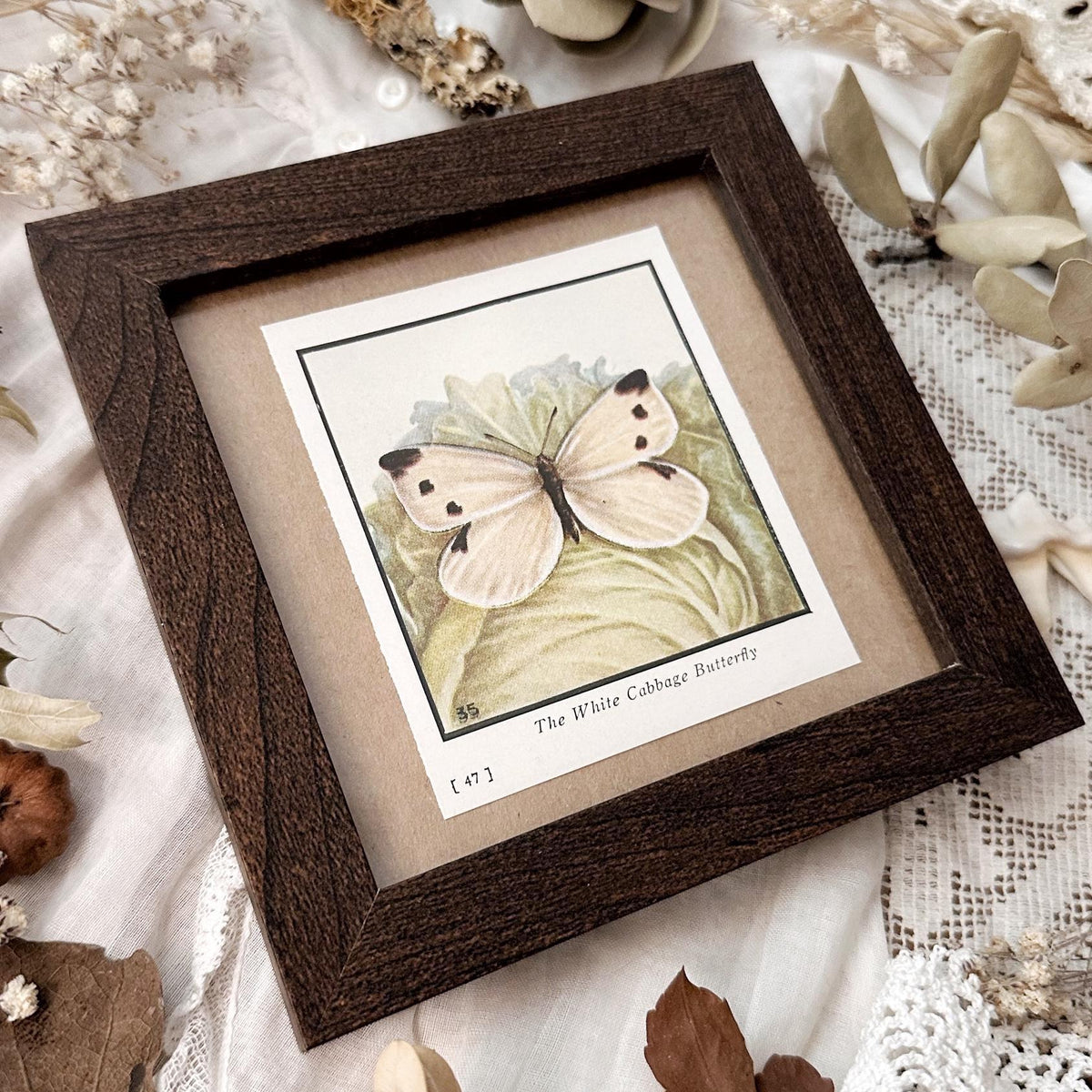 1934 The White Cabbage Butterfly – 4x4 Framed Vintage 1930's Print