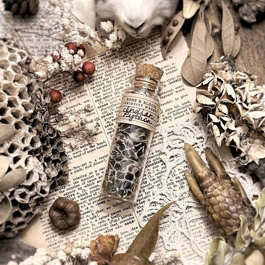 Real Indian Python Snake Skin in Glass Vial