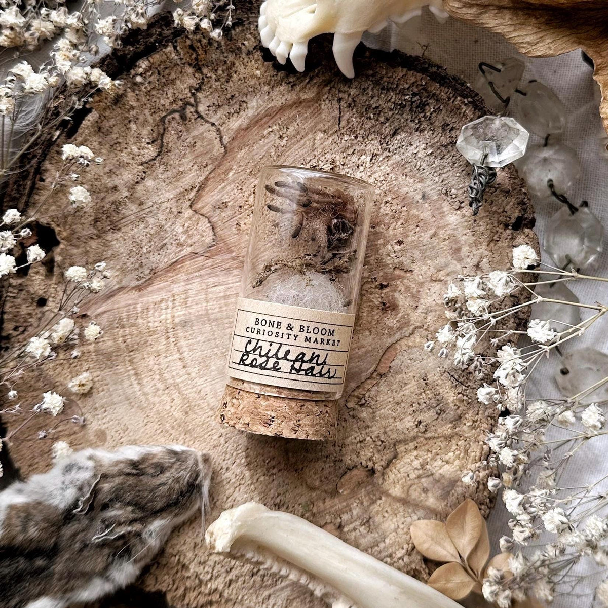 Petite Rose Hair Tarantula Molt in Glass Vial – No. 01
