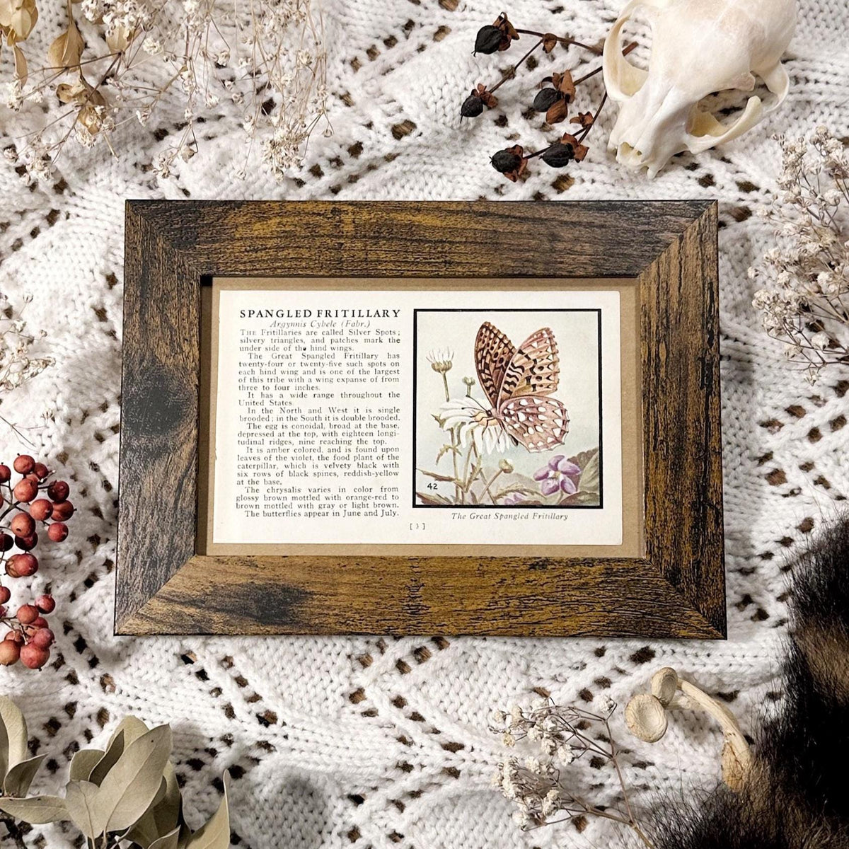1934 The Spangled Fritillary – 4x6 Framed Vintage 1930's Butterfly Book Page