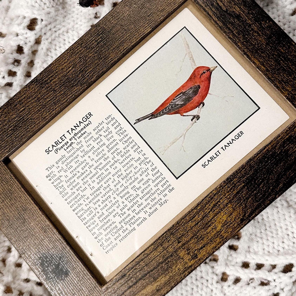 1931 The Scarlet Tanager – 4x6 Framed Vintage 1930's Bird Book Page