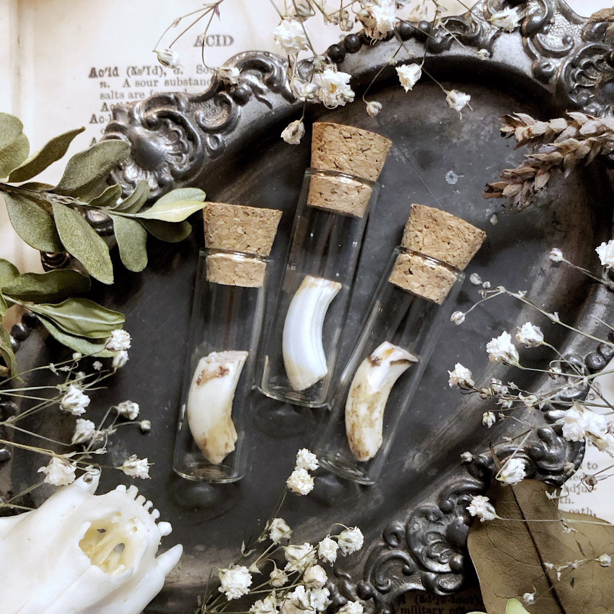 One Real Rustic Beaver Tooth in Glass Vial – No. 02
