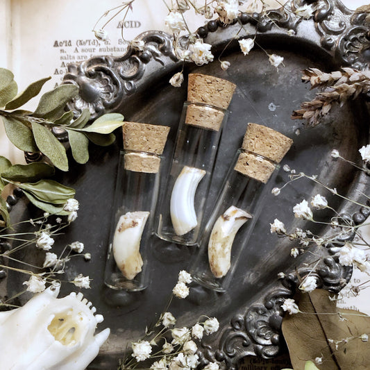 One Real Rustic Beaver Tooth in Glass Vial – No. 02